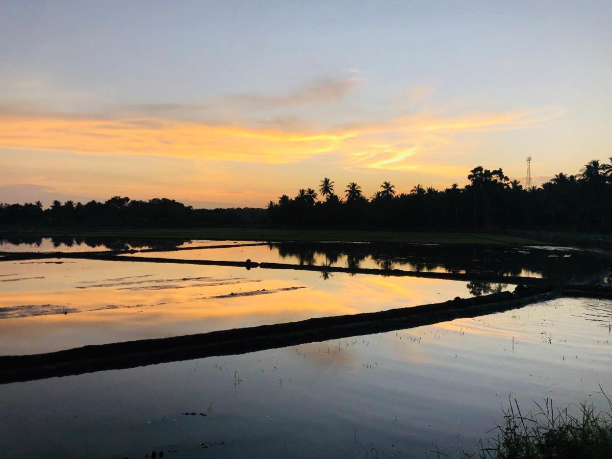 Rice Field View Home Stay Tangalle Eksteriør billede